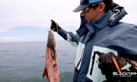 BlacktipH Chases Goliath Groupers in Recycle Bait Challenge