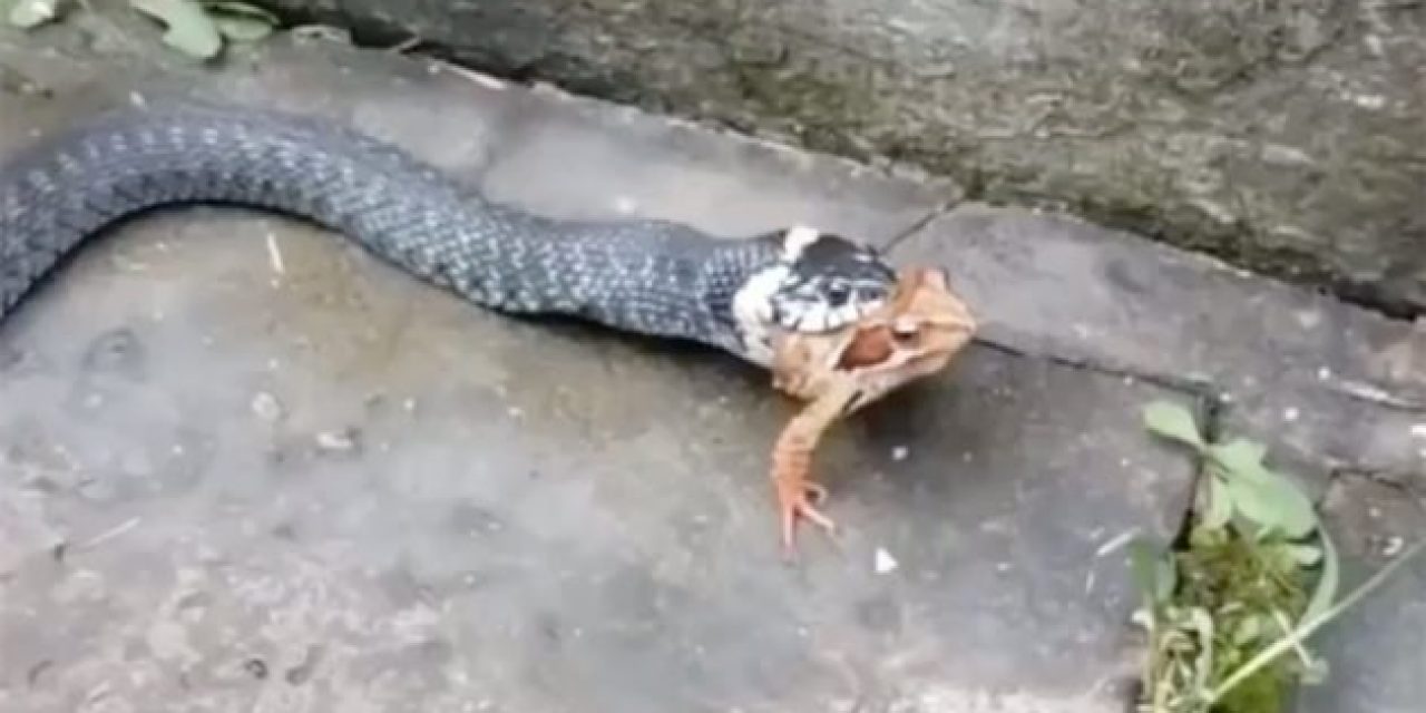 Can This Snake Eat a Frog Backwards? Only One Way to Find Out