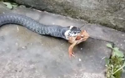 Can This Snake Eat a Frog Backwards? Only One Way to Find Out
