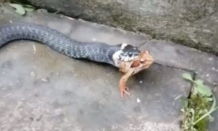 Can This Snake Eat a Frog Backwards? Only One Way to Find Out