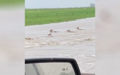 Cheer On These Deer as They Out-Swim a Flood