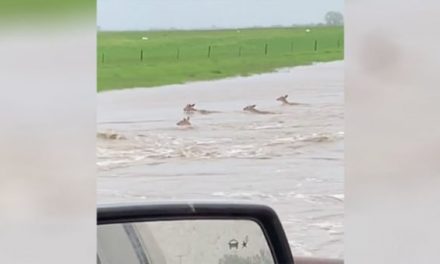 Cheer On These Deer as They Out-Swim a Flood