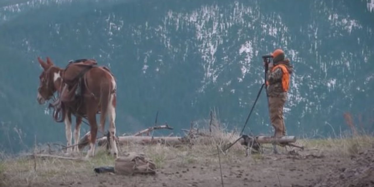 Clay Newcomb Hunts Montana Black Bears Using Mules