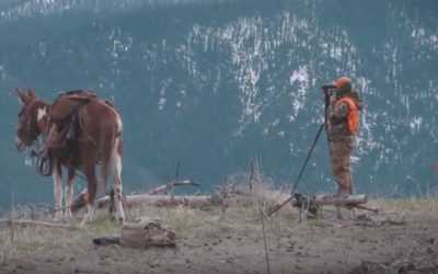 Clay Newcomb Hunts Montana Black Bears Using Mules
