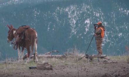 Clay Newcomb Hunts Montana Black Bears Using Mules