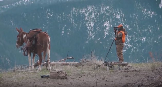 bear hunting with mules