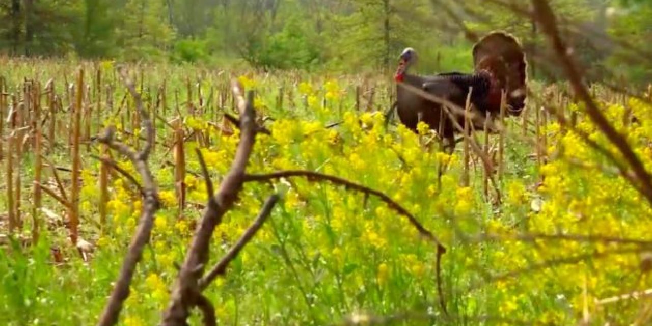 Close Range Shooting: Scoring a Gobbler That You Can Almost Touch