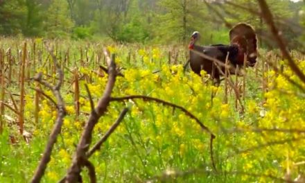 Close Range Shooting: Scoring a Gobbler That You Can Almost Touch