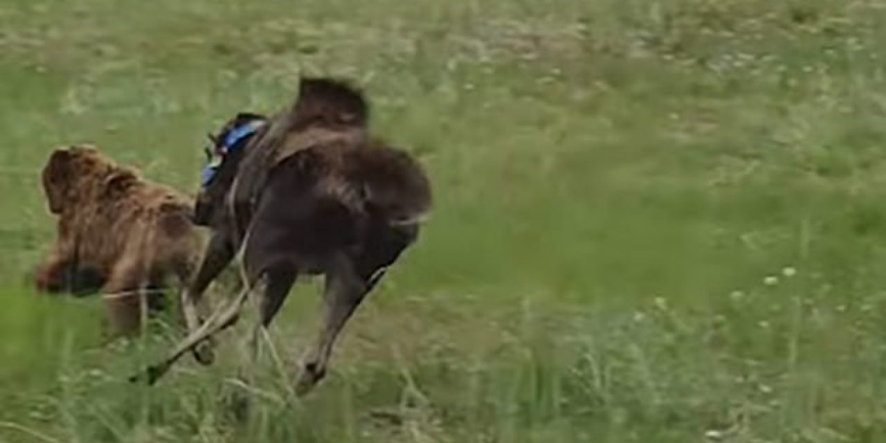 Collared Cow Moose Owns Brown Bear Chasing Her Calf