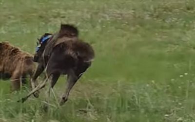 Collared Cow Moose Owns Brown Bear Chasing Her Calf