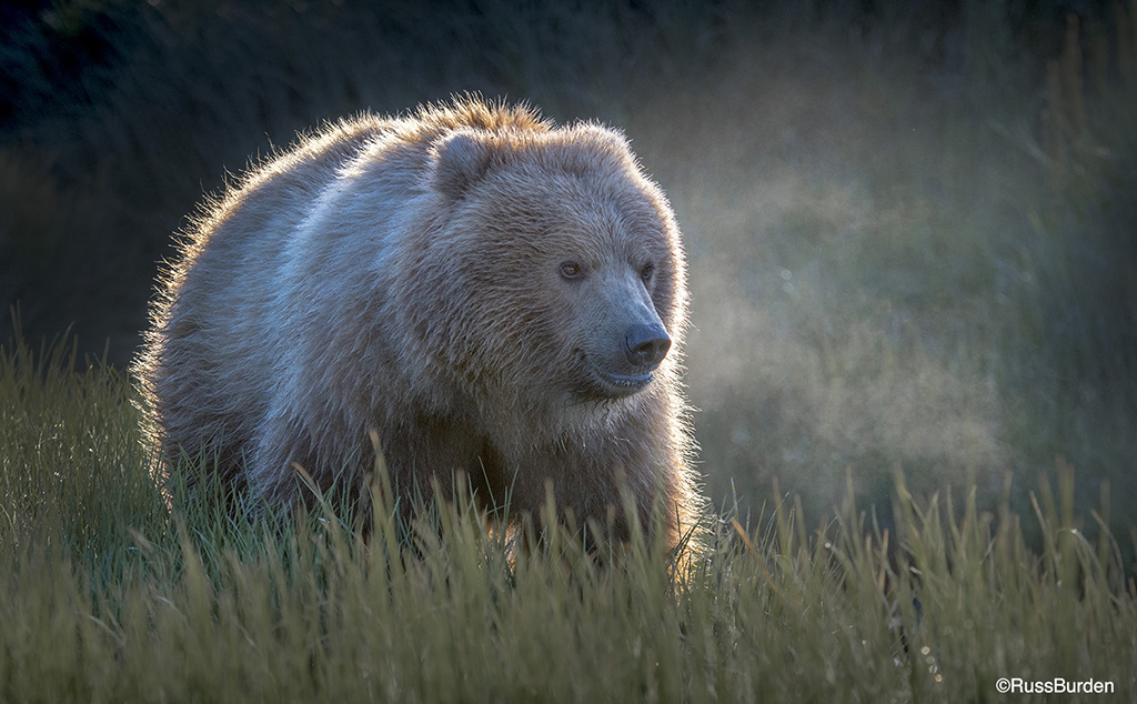 Create Dramatic Light With Backlit Subjects