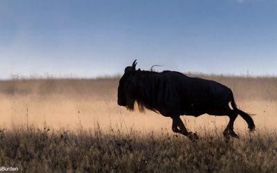 Create Dramatic Light With Backlight, Part 3