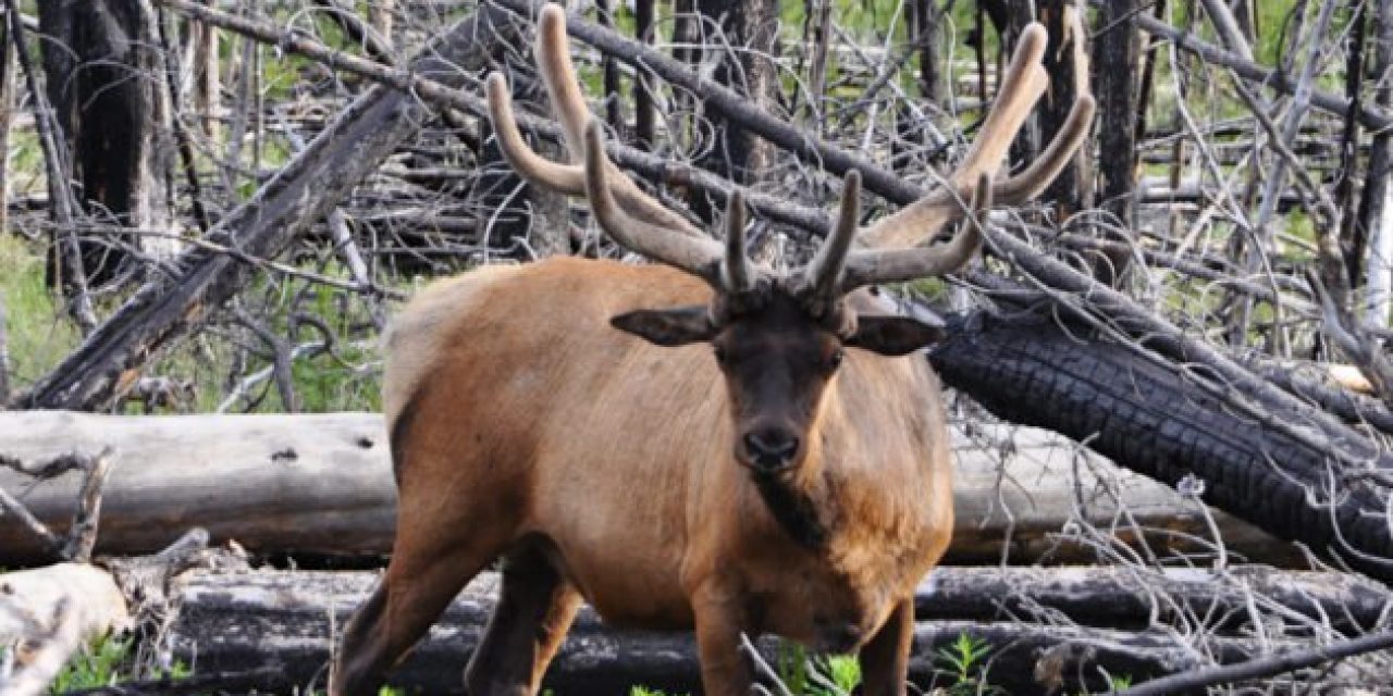 Everything There is to Figure Out About Colorado Elk Hunting