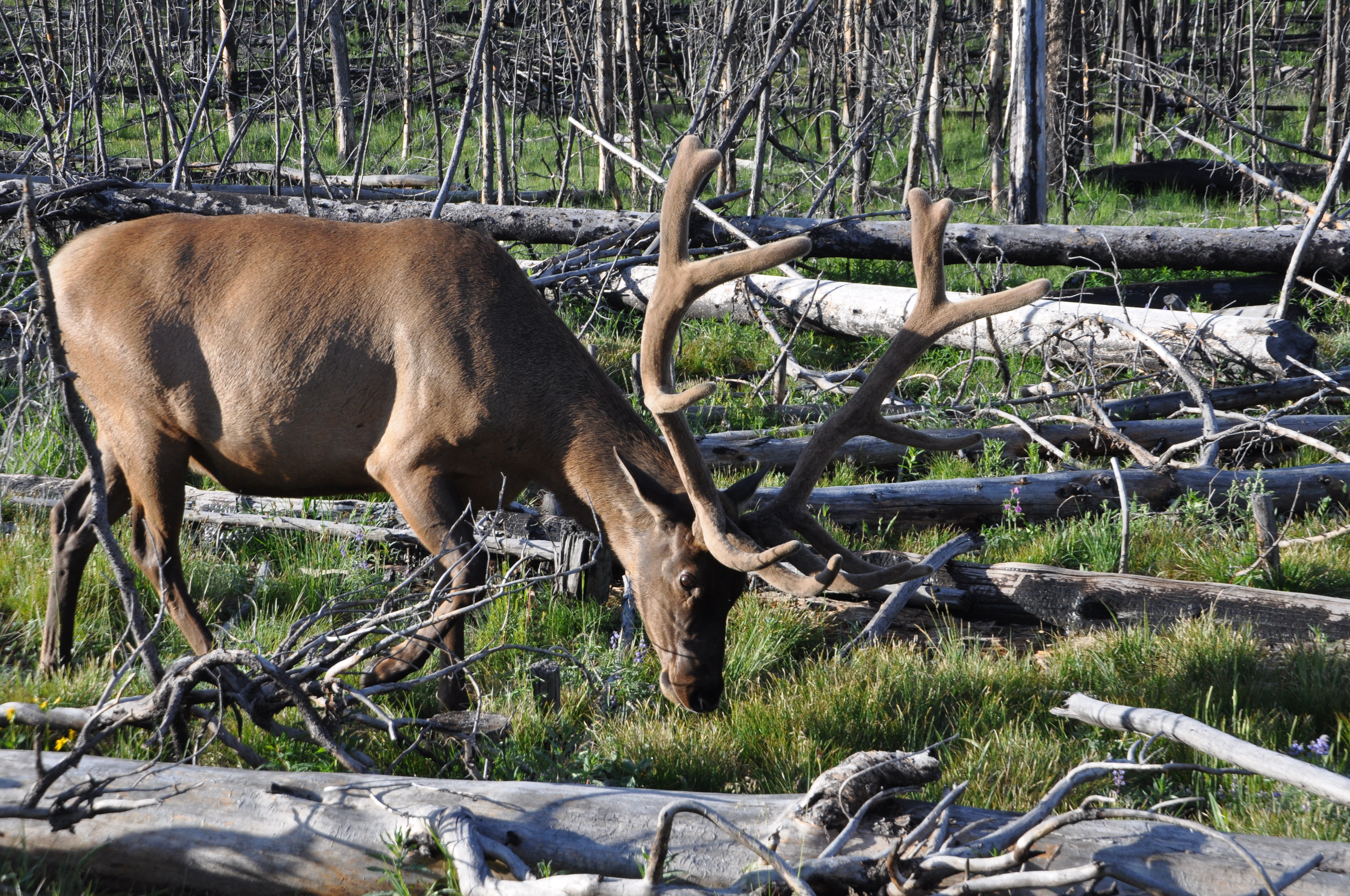 Colorado Elk Hunting