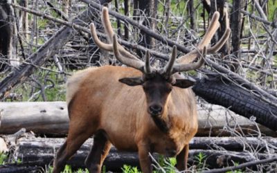 Everything There is to Figure Out About Colorado Elk Hunting