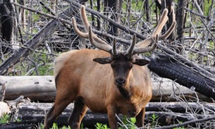 Everything There is to Figure Out About Colorado Elk Hunting