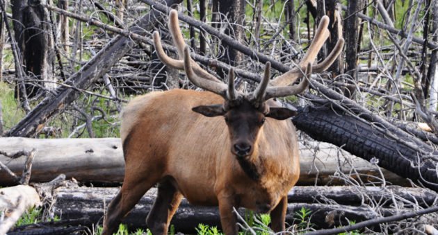 Colorado Elk Hunt