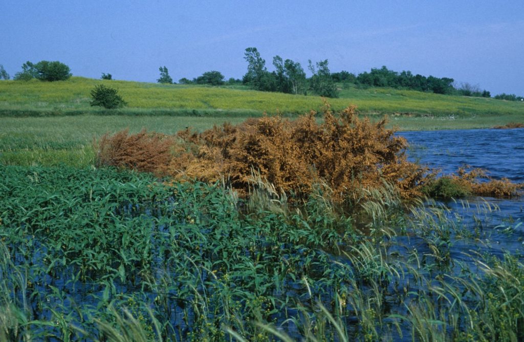 Brushpile