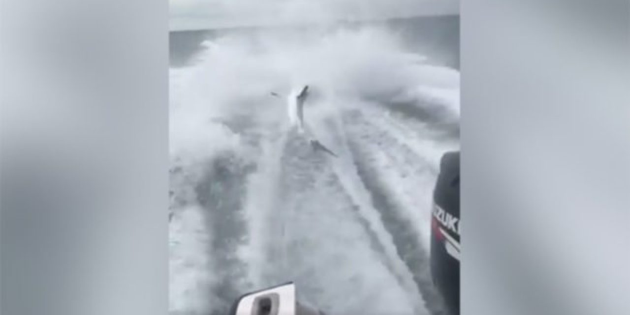 Fishermen Shamefully Drag Shark Behind Boat at Full Throttle - Outdoor ...