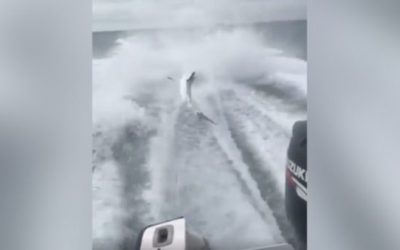 Fishermen Shamefully Drag Shark Behind Boat at Full Throttle