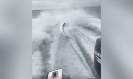 Fishermen Shamefully Drag Shark Behind Boat at Full Throttle