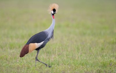Get Down With Low-Angle Photography