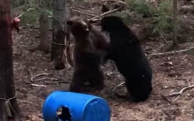 Here’s What Happens When 2 Sows and 4 Cubs Show Up to the Same Bait Pile