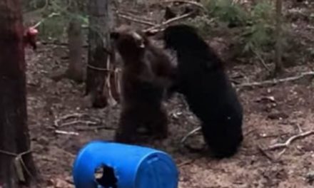 Here’s What Happens When 2 Sows and 4 Cubs Show Up to the Same Bait Pile