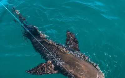 Hogy Lures – Ten Tips For Casting To Cobia On Manta Rays
