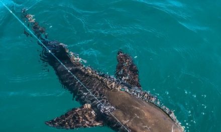 Hogy Lures – Ten Tips For Casting To Cobia On Manta Rays