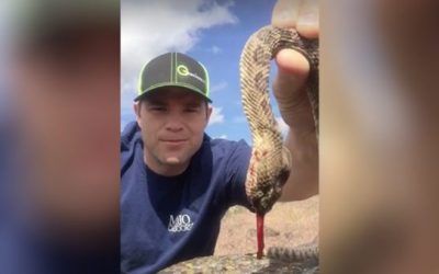 How to Kill a Rattlesnake With Your Bare Hands