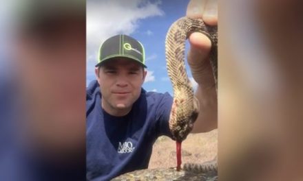How to Kill a Rattlesnake With Your Bare Hands