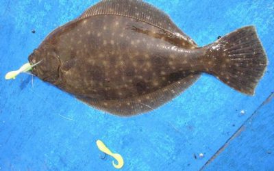 How to Tie and Fish a Flounder Bucktail Rig