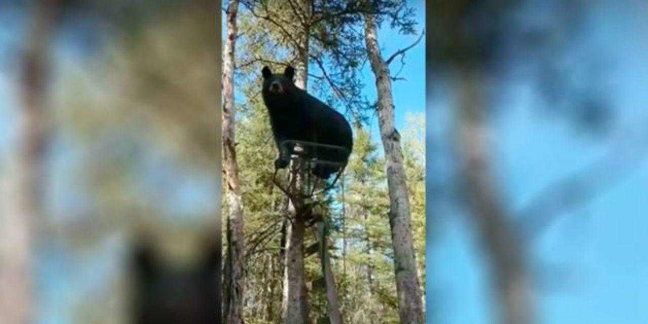 Hunter Hilariously Asks Bear to Get Out of His Treestand