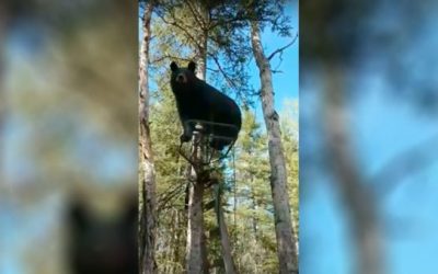 Hunter Hilariously Asks Bear to Get Out of His Treestand