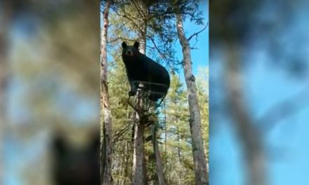 Hunter Hilariously Asks Bear to Get Out of His Treestand