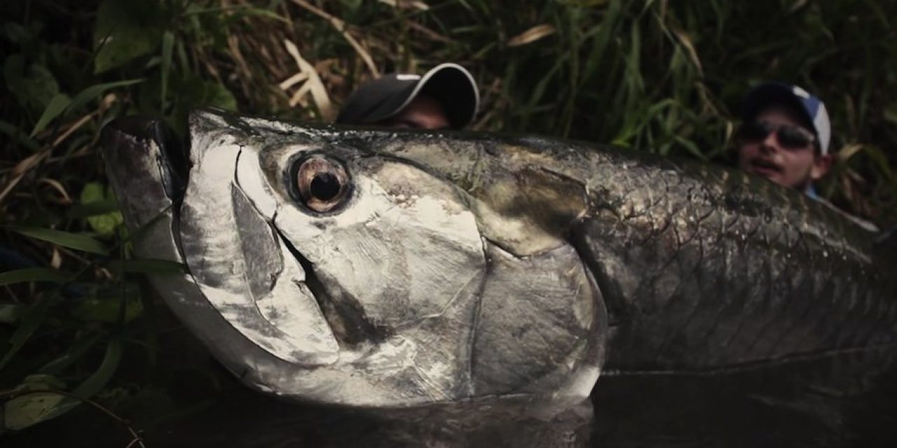 Jaw-Dropping Morning Tarpon Fishing Action