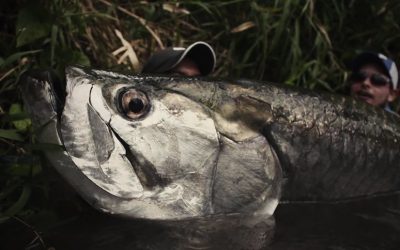 Jaw-Dropping Morning Tarpon Fishing Action