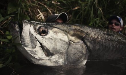 Jaw-Dropping Morning Tarpon Fishing Action