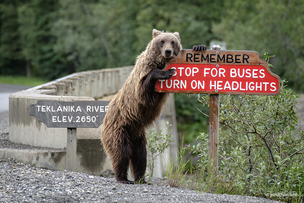 While on assignment in Denali National Park, I came across this juvenile grizzly bear who felt the need to remind me of the rules of the road