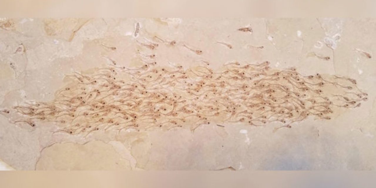 Look at This School of Fish Preserved as a 50 Million-Year-Old Fossil