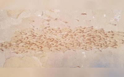 Look at This School of Fish Preserved as a 50 Million-Year-Old Fossil