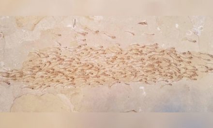 Look at This School of Fish Preserved as a 50 Million-Year-Old Fossil