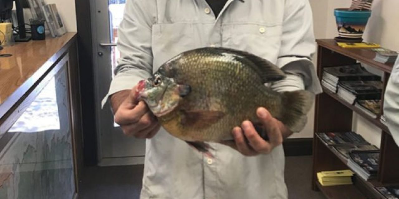 Man Catches New Colorado State Record Bluegill