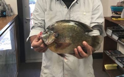 Man Catches New Colorado State Record Bluegill