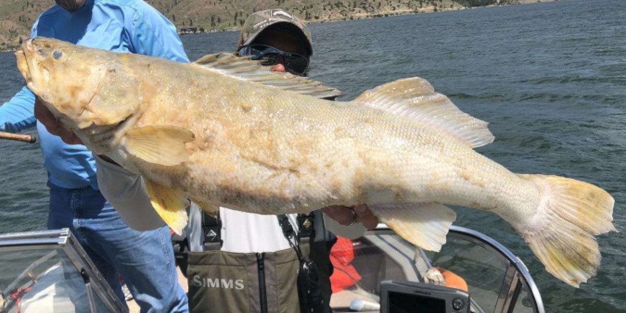 Montana Guide Finds State Record Floating In Holter Lake