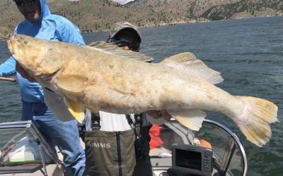Montana Guide Finds State Record Floating In Holter Lake