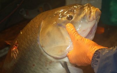 MPR News – New appreciation for a Minnesota fish long considered junk