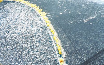 New Indicators Could Help Manage Global Overfishing