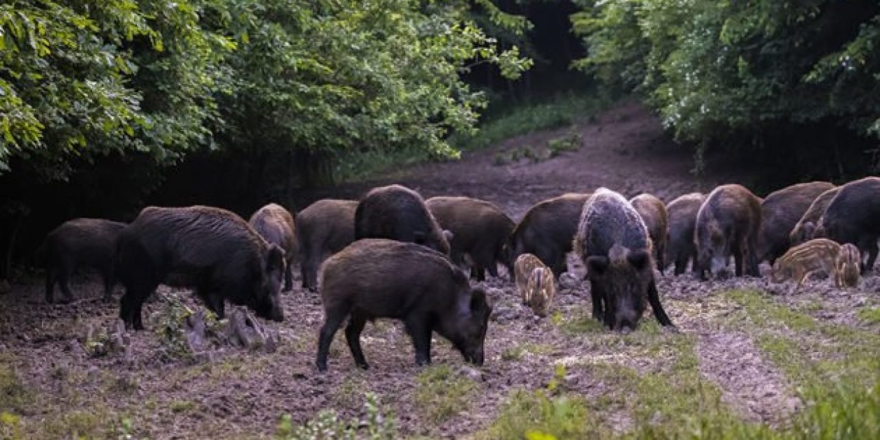 Now You Don’t Even Need a License to Hunt Hogs in Texas